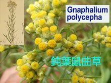 《靈丹妙藥的同類療法》- EP124 - 鈍葉鼠曲草 Gnaphalium Polycephalum