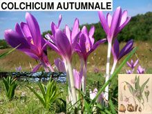 《靈丹妙藥的同類療法》- EP55 - 秋水仙 Colchicium Autumnale