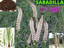 《靈丹妙藥的同類療法》- EP150 - 沙巴達籽 Sabadilla Officinalis