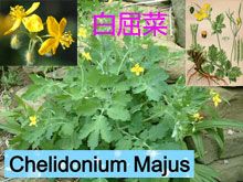 《靈丹妙藥的同類療法》- EP113 - 白屈菜 Chelidonium Majus