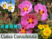 《靈丹妙藥的同類療法》- EP37 - 岩薔薇黃花 Cistus Canadensis