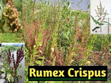 《靈丹妙藥的同類療法》- EP76 - 皺葉酸模 Rumex Crispus