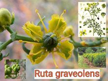 《靈丹妙藥的同類療法》- EP77 - 芸香 Ruta Graveolens