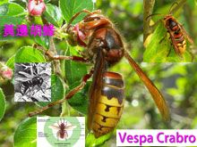 《靈丹妙藥的同類療法》- EP182 - Vespa Crabro黃邊胡蜂