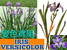 《靈丹妙藥的同類療法》- EP128 - 變色鳶尾 Iris Versicolor