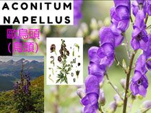 《靈丹妙藥的同類療法》- EP159 - 歐烏頭 Aconitum Napellus