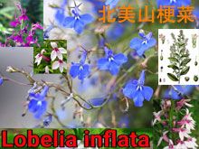 《靈丹妙藥的同類療法》- EP179 - 北美山梗菜 Lobelia Inflata