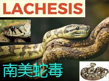 《靈丹妙藥的同類療法》- EP131 - 南美蛇毒 Lachesis