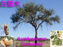 《靈丹妙藥的同類療法》- EP186 - 白堅木 Aspidosperma Quebracho