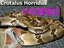 《靈丹妙藥的同類療法》- EP117 - 木紋響尾蛇 Crotalus Horridus