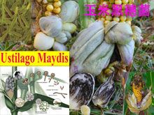 《靈丹妙藥的同類療法》- EP196 - 玉米黑穗菌 Ustilago Maydis