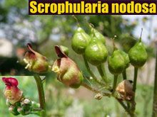 《靈丹妙藥的同類療法》- EP96 - Scrophularia Nodosa 結節玄參