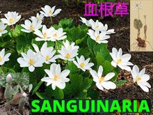 《靈丹妙藥的同類療法》- EP149 - 血根草 Sanguinaria Canadensis