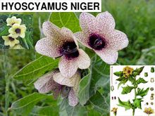 《靈丹妙藥的同類療法》- EP92 - 黑莨菪 Hyoscyamus Niger