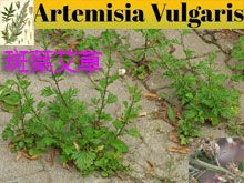 《靈丹妙藥的同類療法》- EP214 - 斑葉艾草 Artemisia Vulgaris