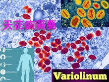 《靈丹妙藥的同類療法》- EP199 - 天花病質藥 Variolinum