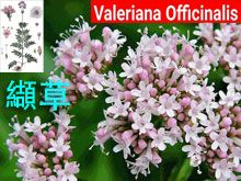 《靈丹妙藥的同類療法》- EP198 - 纈草 Valeriana Officinalis