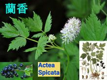 《靈丹妙藥的同類療法》- EP178 - 蘭香 Actea Spicata