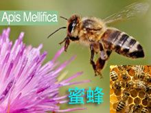 《靈丹妙藥的同類療法》- EP206 - 蜜蜂 Apis Mellifica