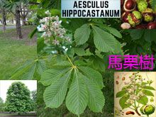 《靈丹妙藥的同類療法》- EP160 - 馬栗樹 Aesculus Hippocastanum