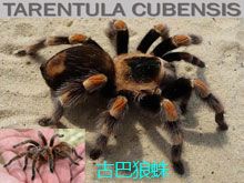《靈丹妙藥的同類療法》- EP211 - 古巴蜘蛛 Tarentula Cubensis