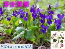 《靈丹妙藥的同類療法》- EP183 - 香紫羅蘭 Viola Odorata