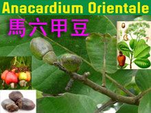 《靈丹妙藥的同類療法》- EP204 - 馬六甲豆 Anacardium Orientale