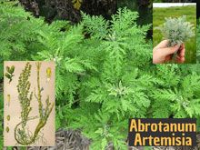 《靈丹妙藥的同類療法》- EP43 - 青蒿 Abrotanum Artemisia