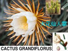 《靈丹妙藥的同類療法》- EP108 - 大花仙人掌 Cactus Grandiflorus