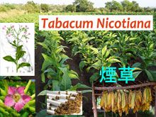 《靈丹妙藥的同類療法》- EP172 - 煙草 Tabacum Nicotiana